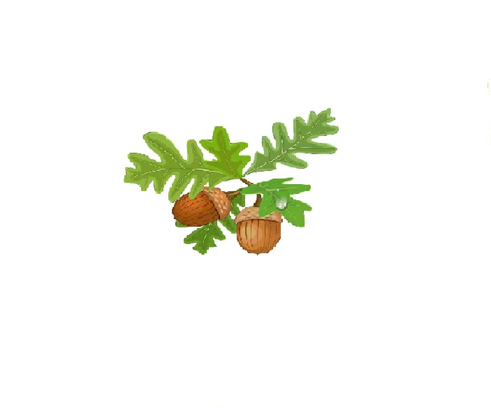کلاس بلوط